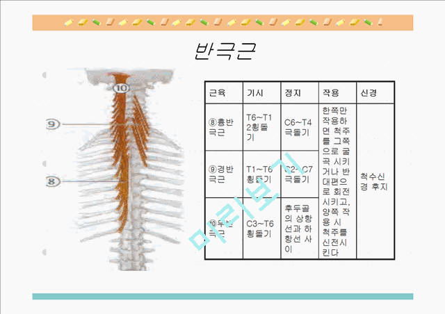 [의학,약학][해부생리] 척추를 움직이는 근육들   (6 )